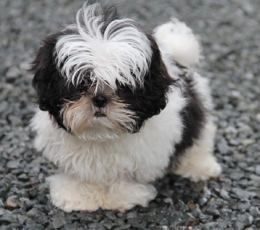 shih tzu