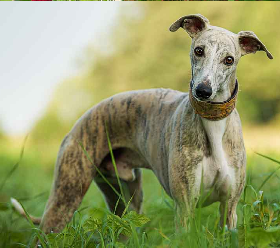 whippet