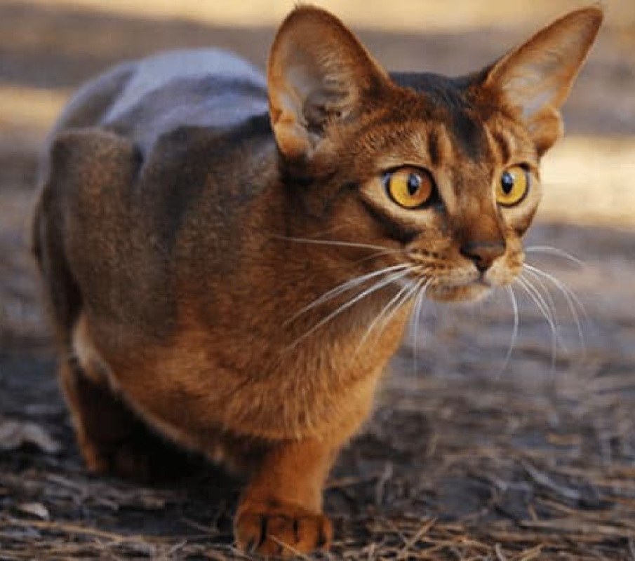 Abyssinian