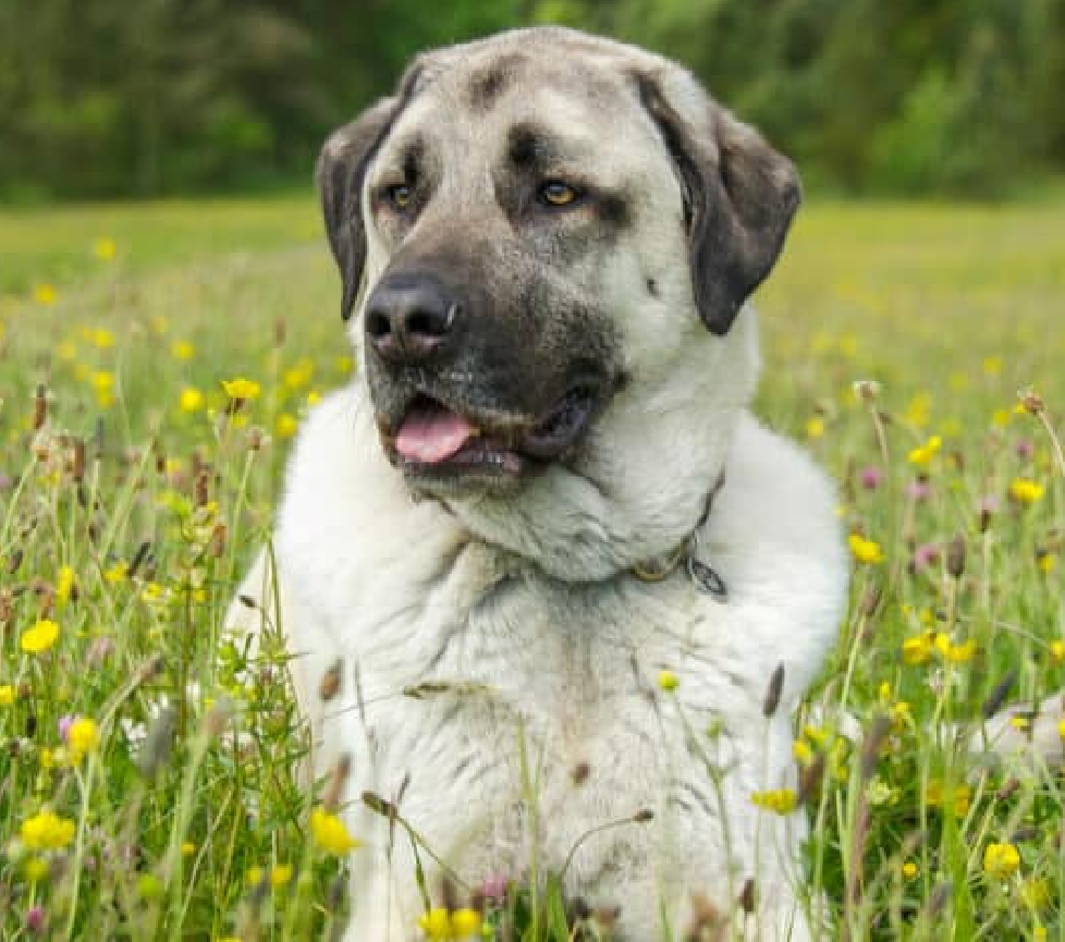 Anatolian Shepherd