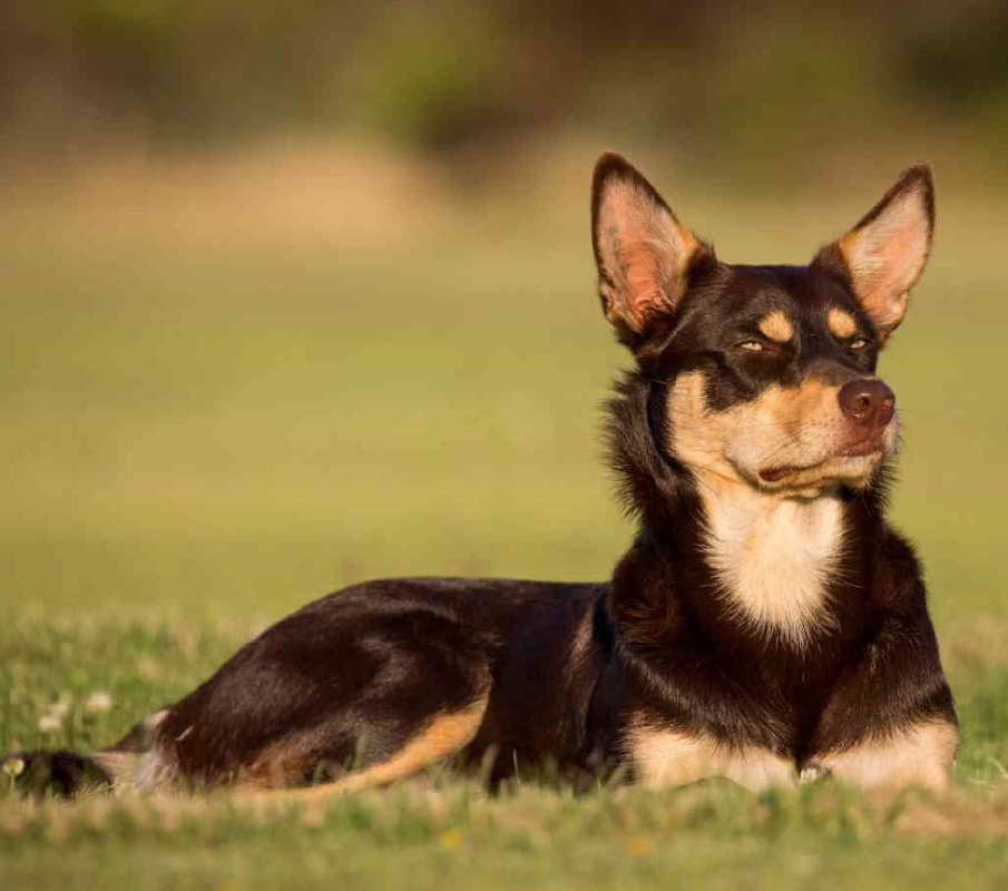 Australian Kelpie