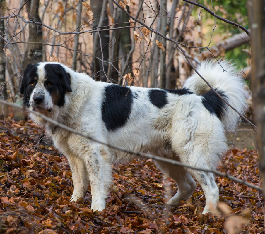 Bukovina Shepherd