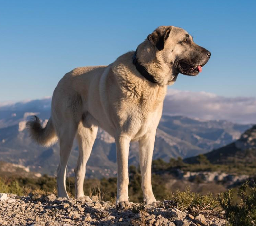 Kangal
