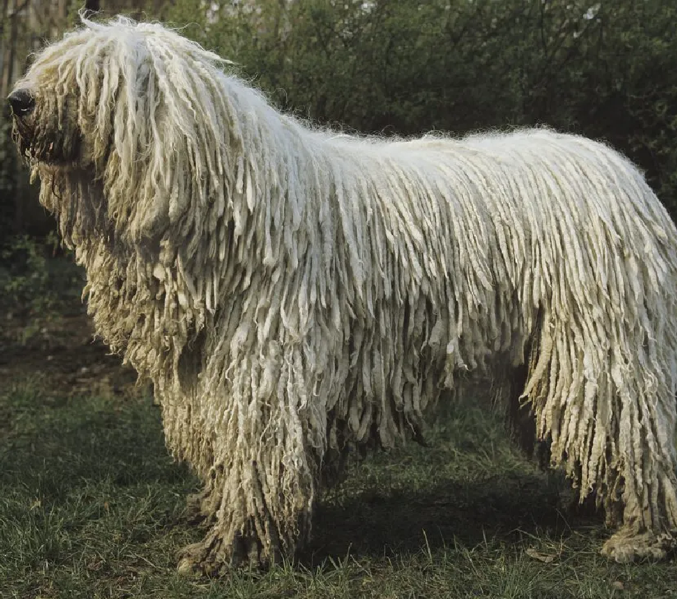 Komondor
