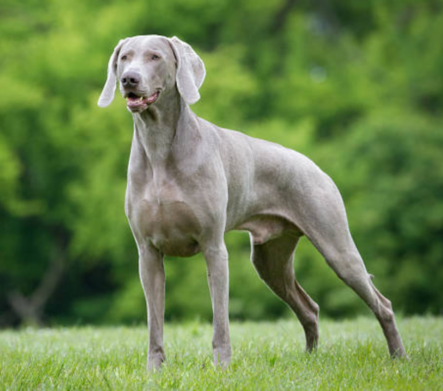 Weimaraner