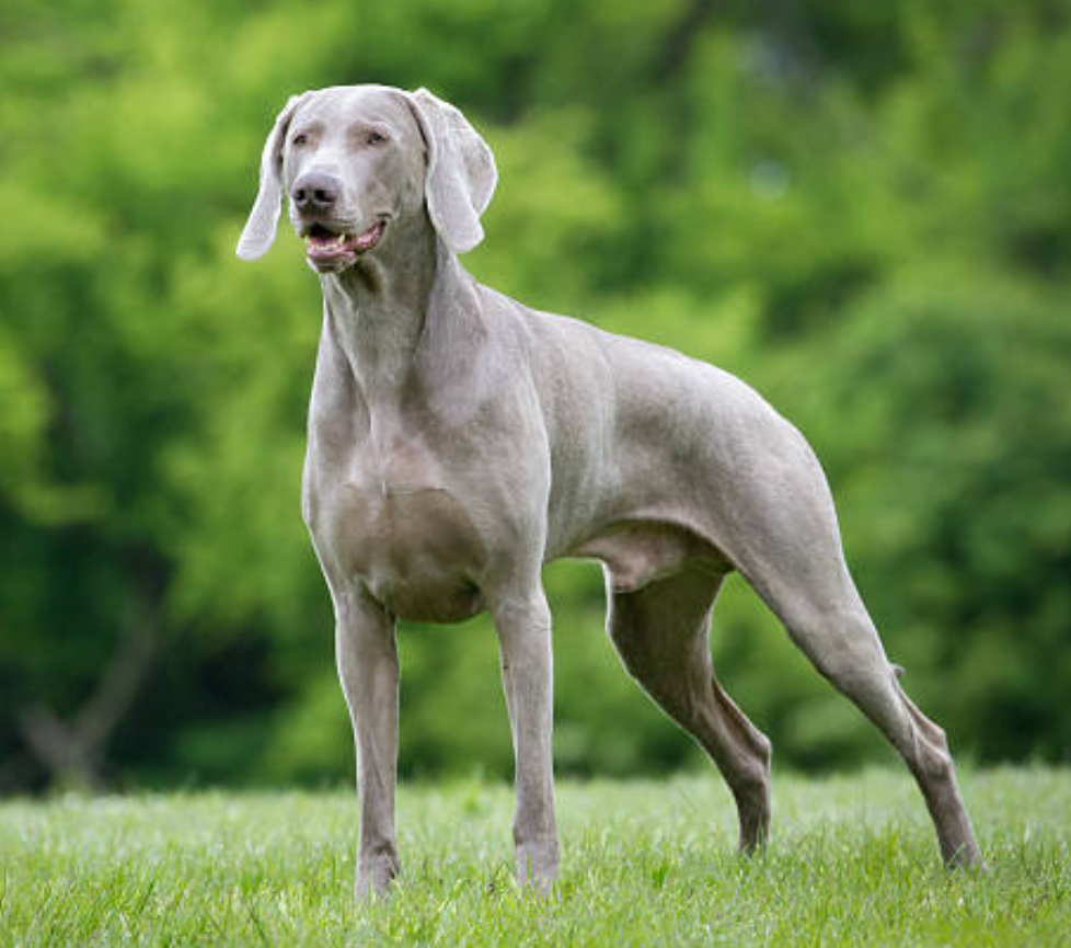 Weimaraner