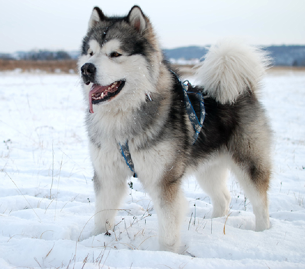 alaskan malamute