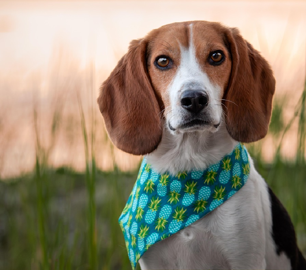 a beagle wearing a bandana