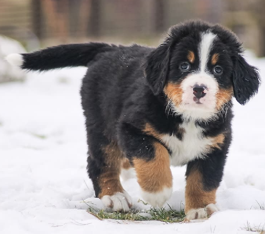 bernese mountain dog