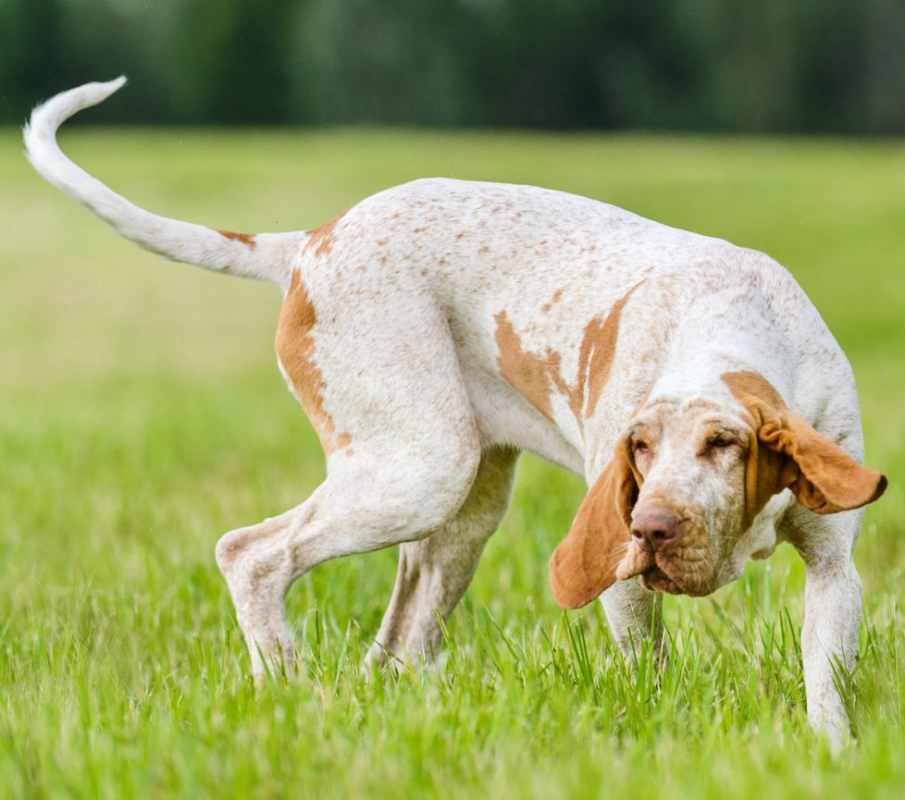 bracco italiano