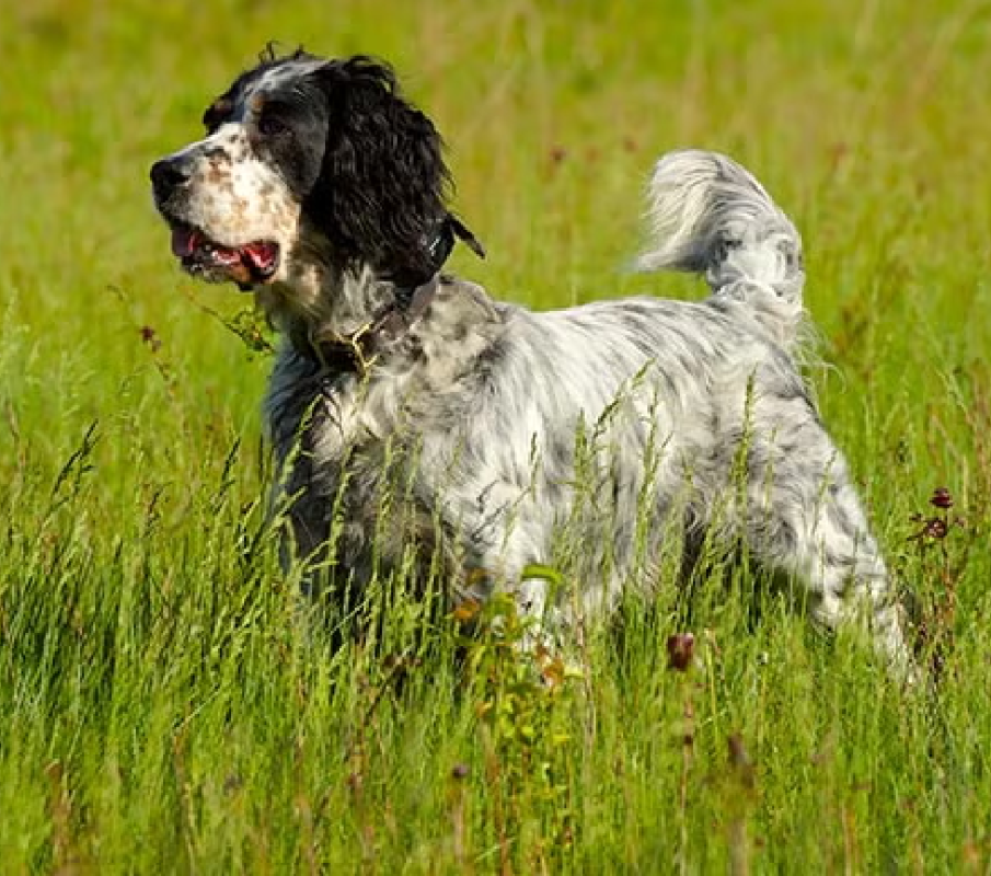 english setter