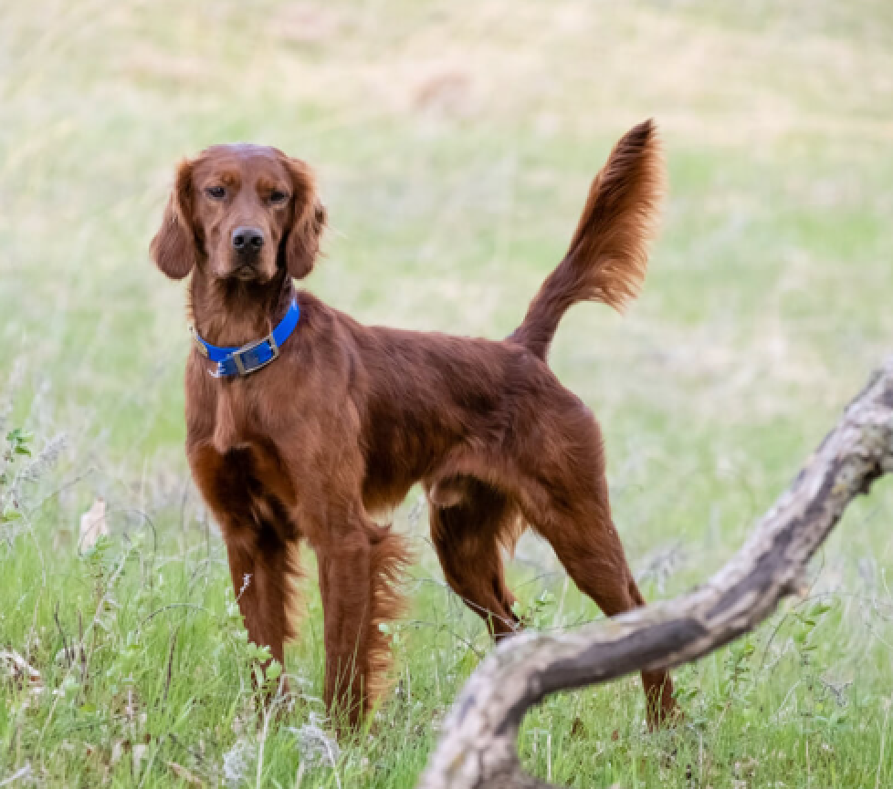 irish setter
