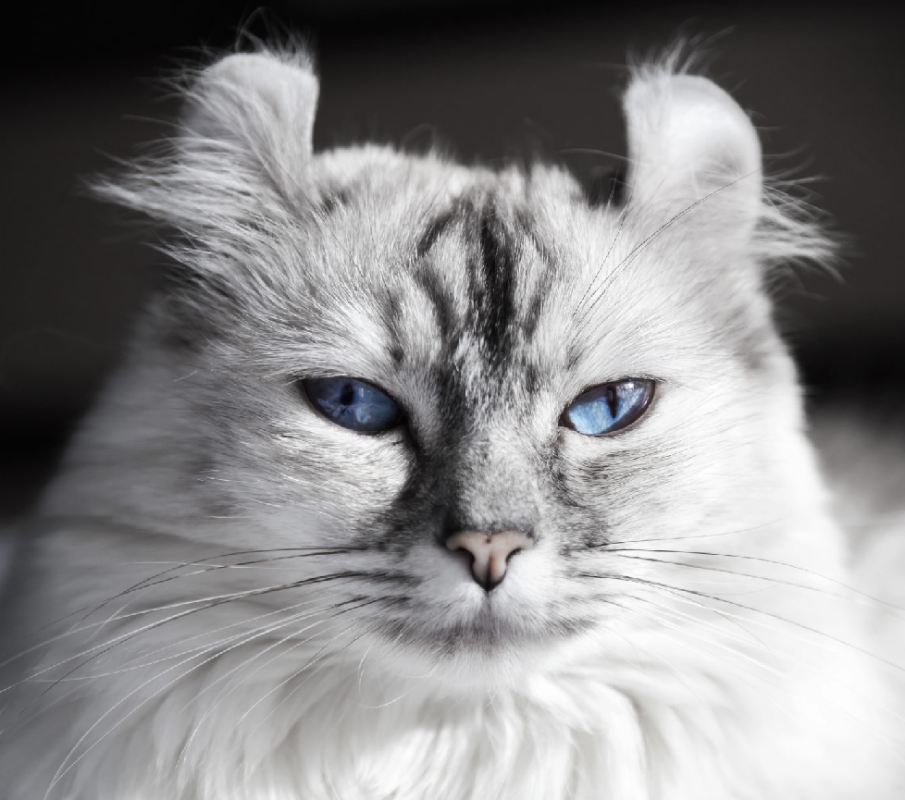 American Curl