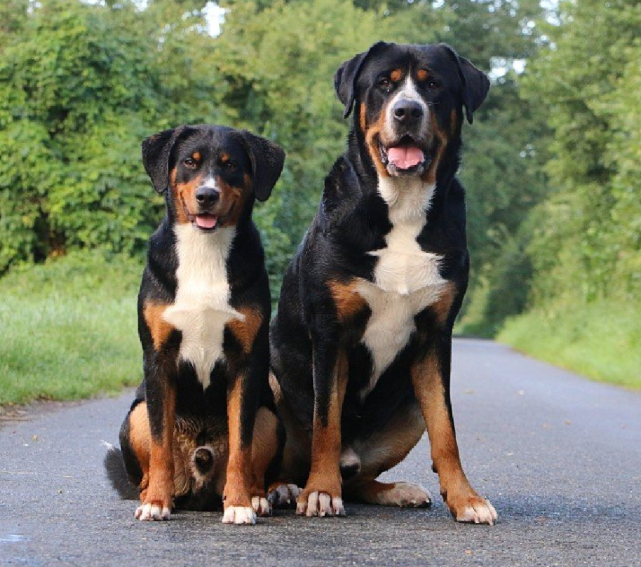 Appenzeller Sennenhund