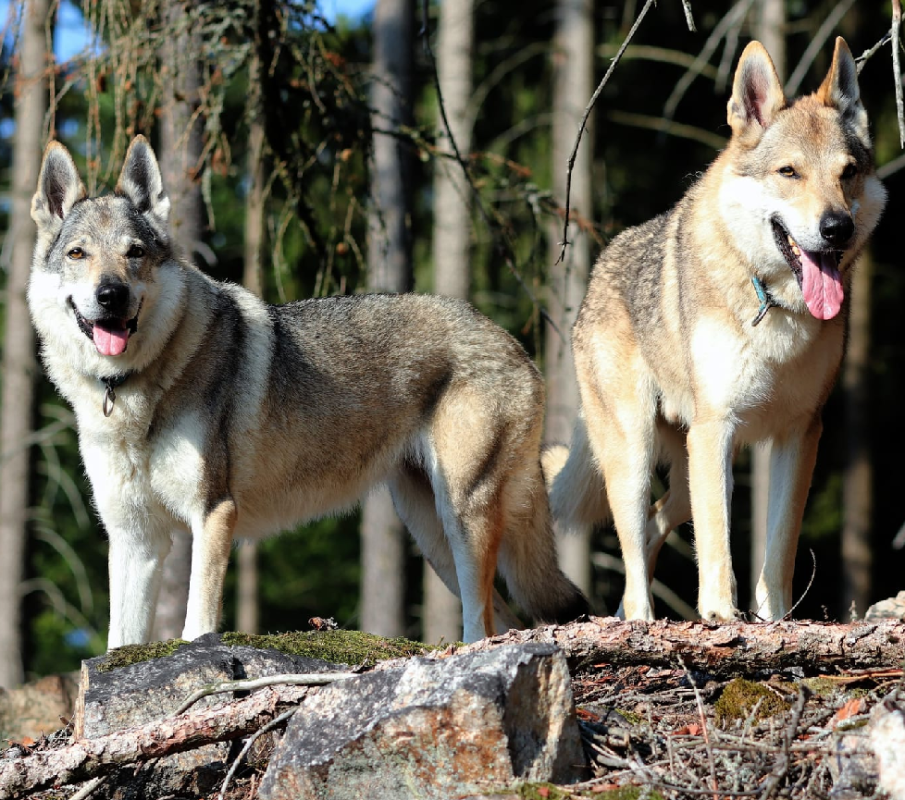 Czechoslovakian Wolfdogs