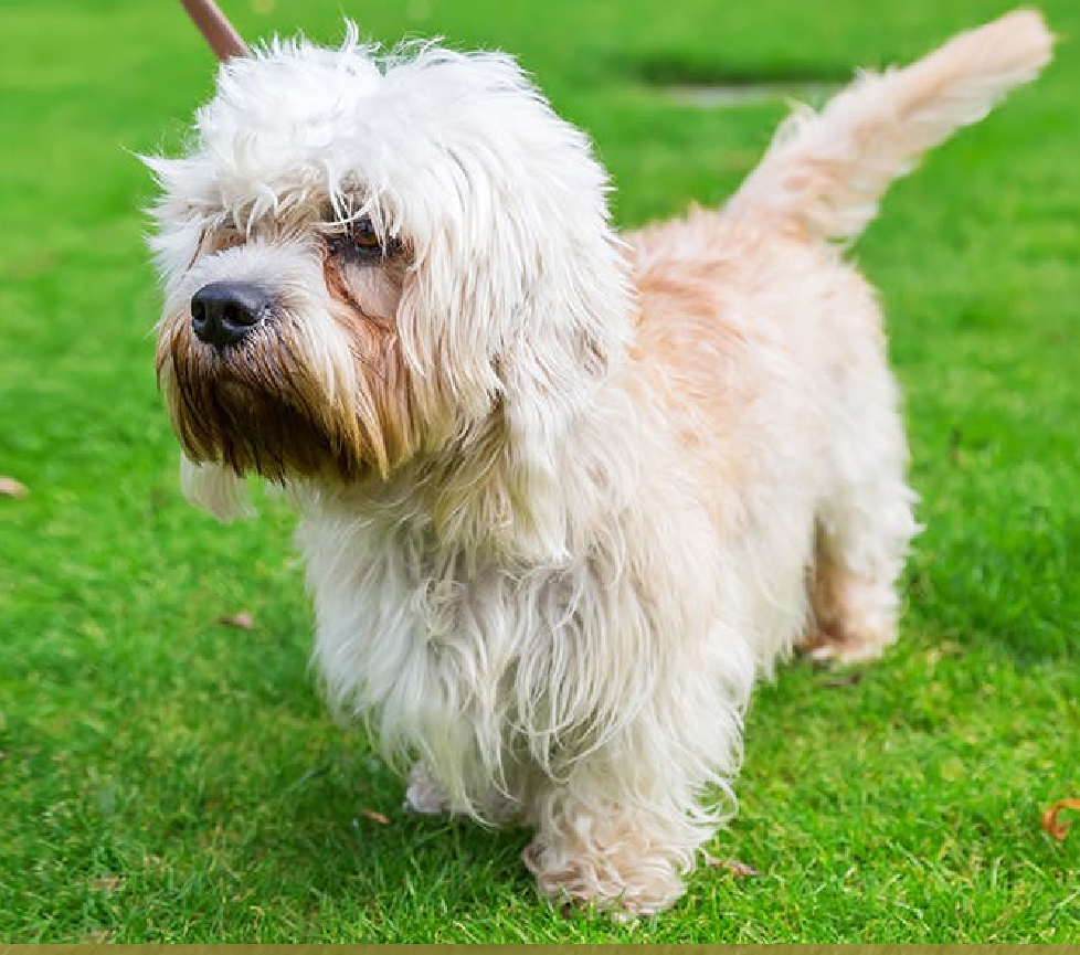 Dandie Dinmont Terrier