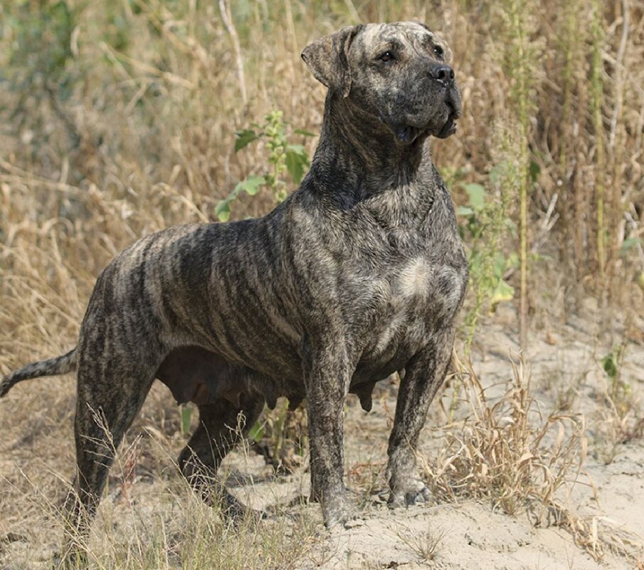 Dogo Canario