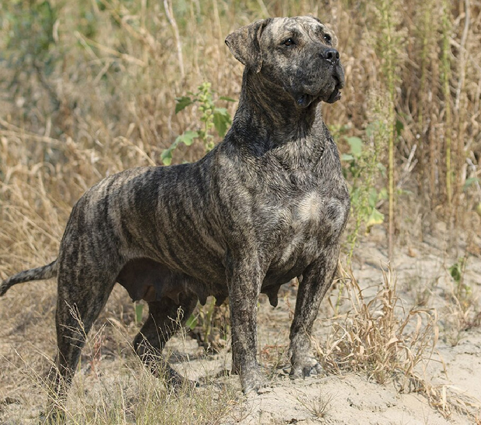 Dogo Canario