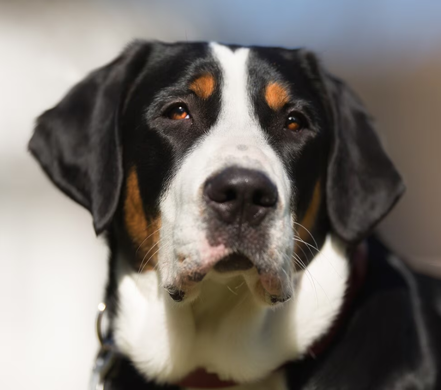 Greater Swiss Mountain Dog