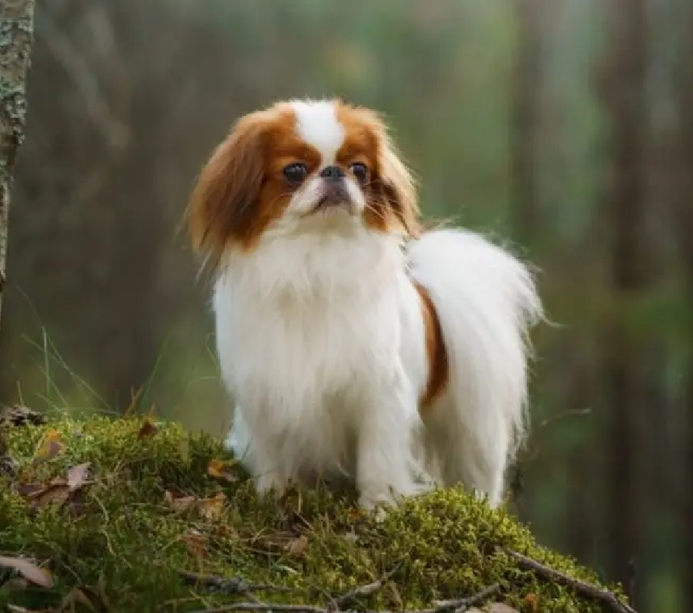 Japanese Chin