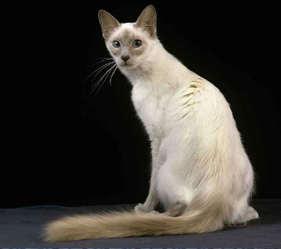 Javanese