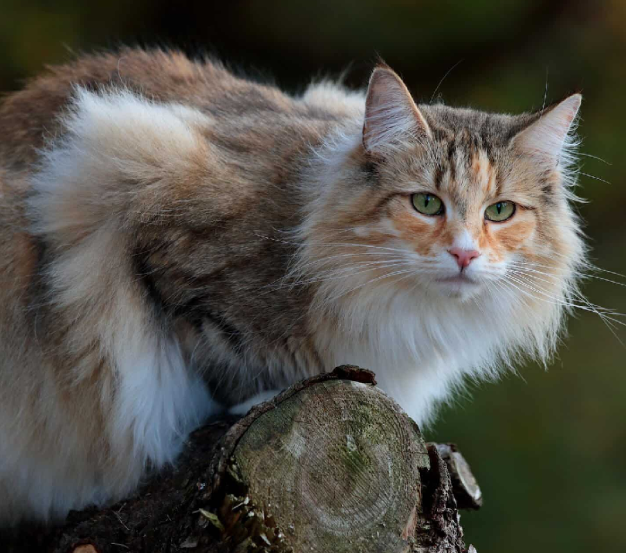 a Norwegian Forest Cat sitting on a log