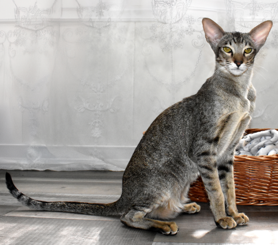 Oriental Shorthair