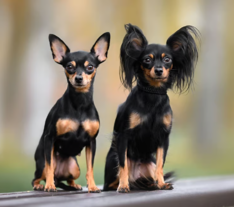 Russian Toy Terrier