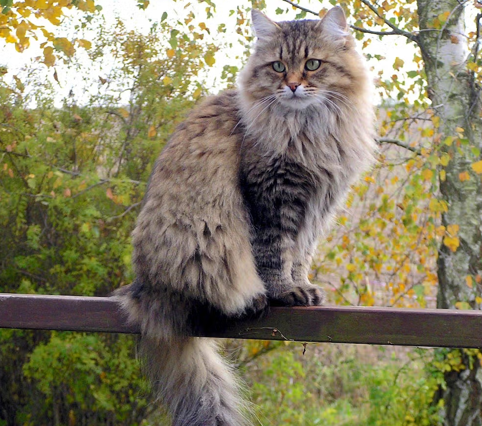 Siberian