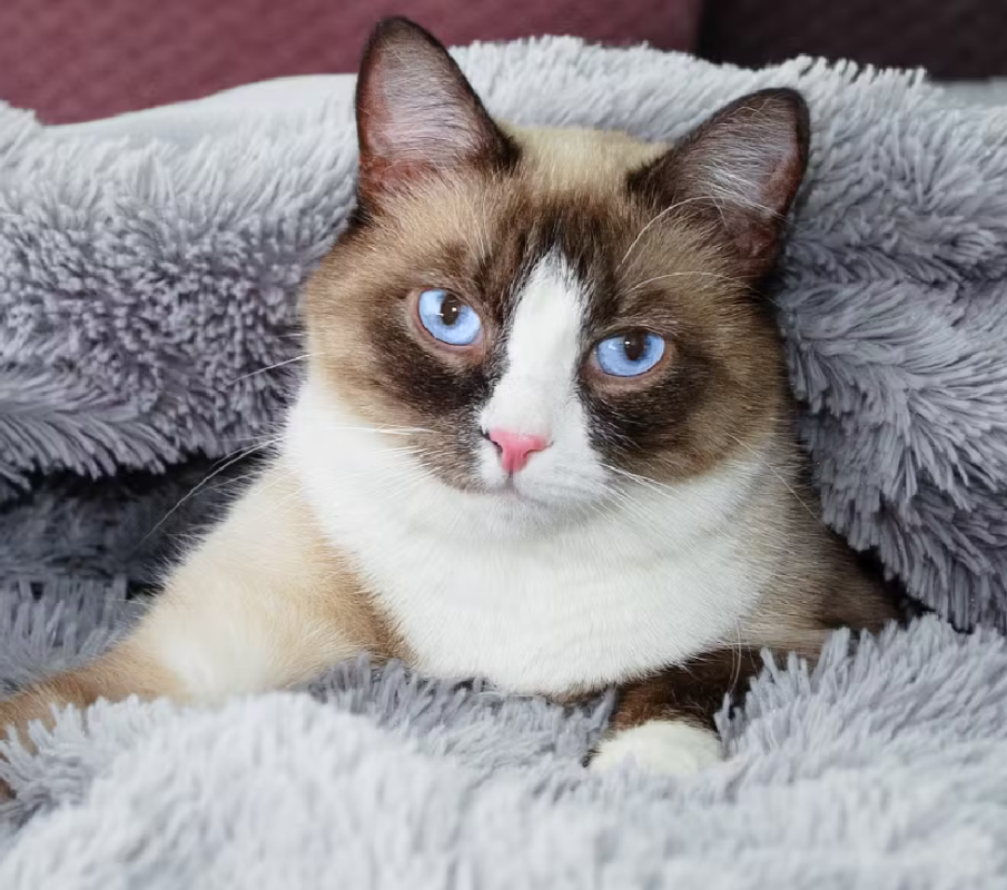 Snowshoe