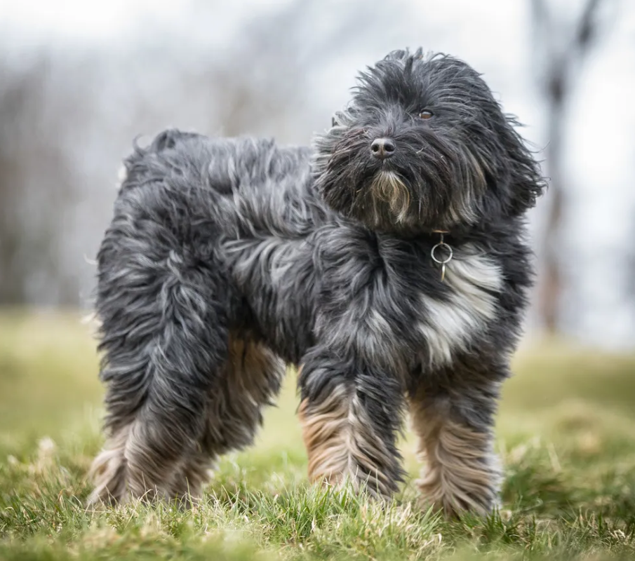 Tibetan Terrier