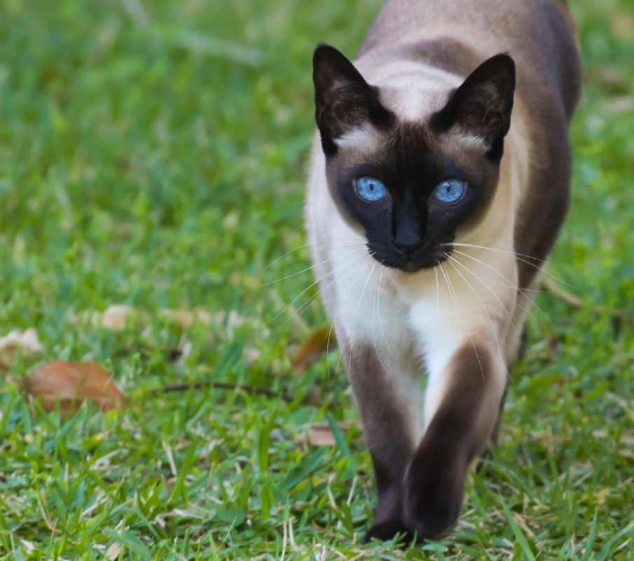 Tonkinese