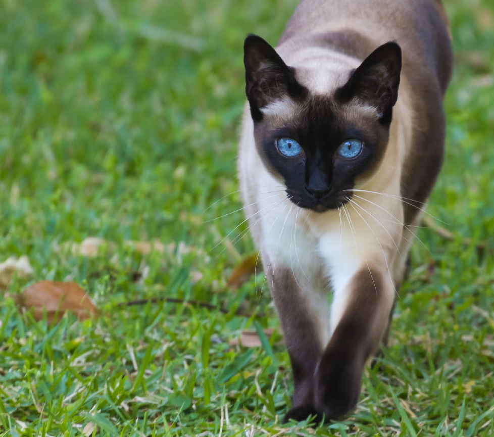 Tonkinese