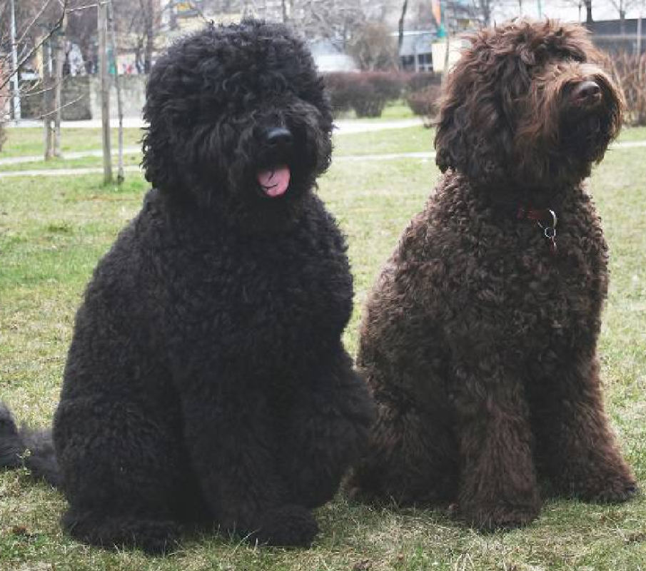 barbet