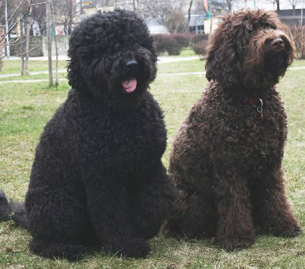barbet