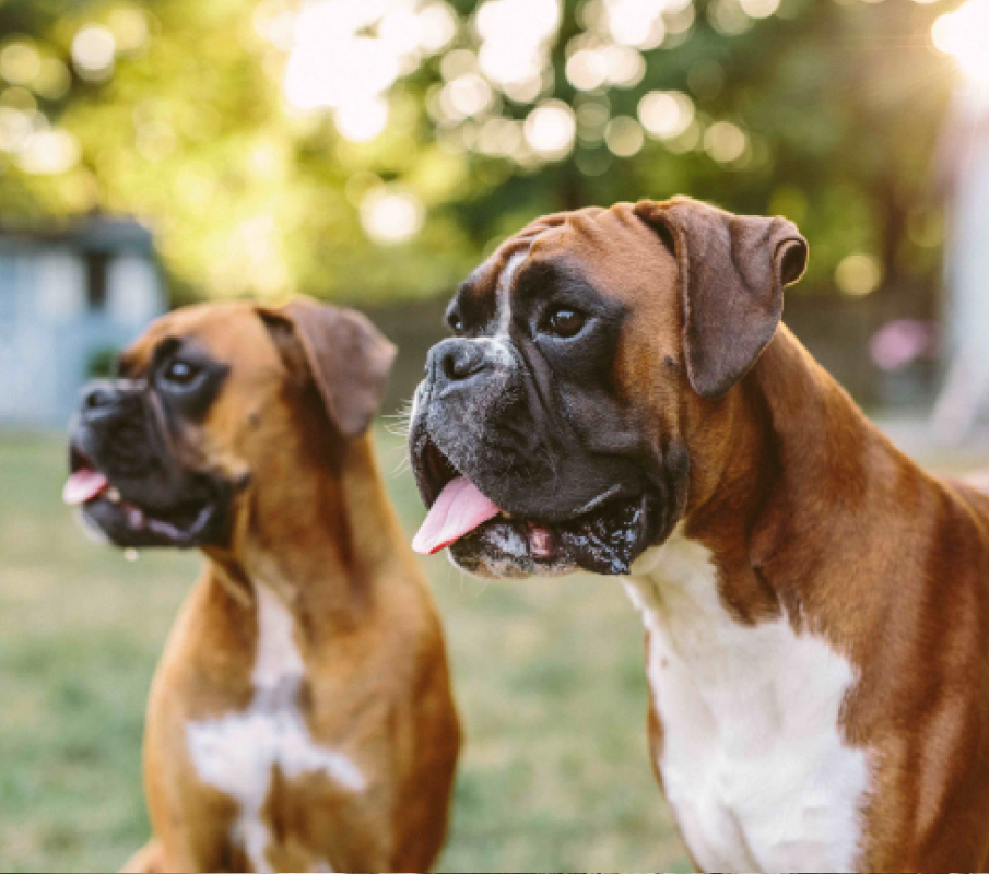 boxer
