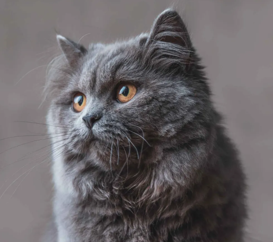 british longhair