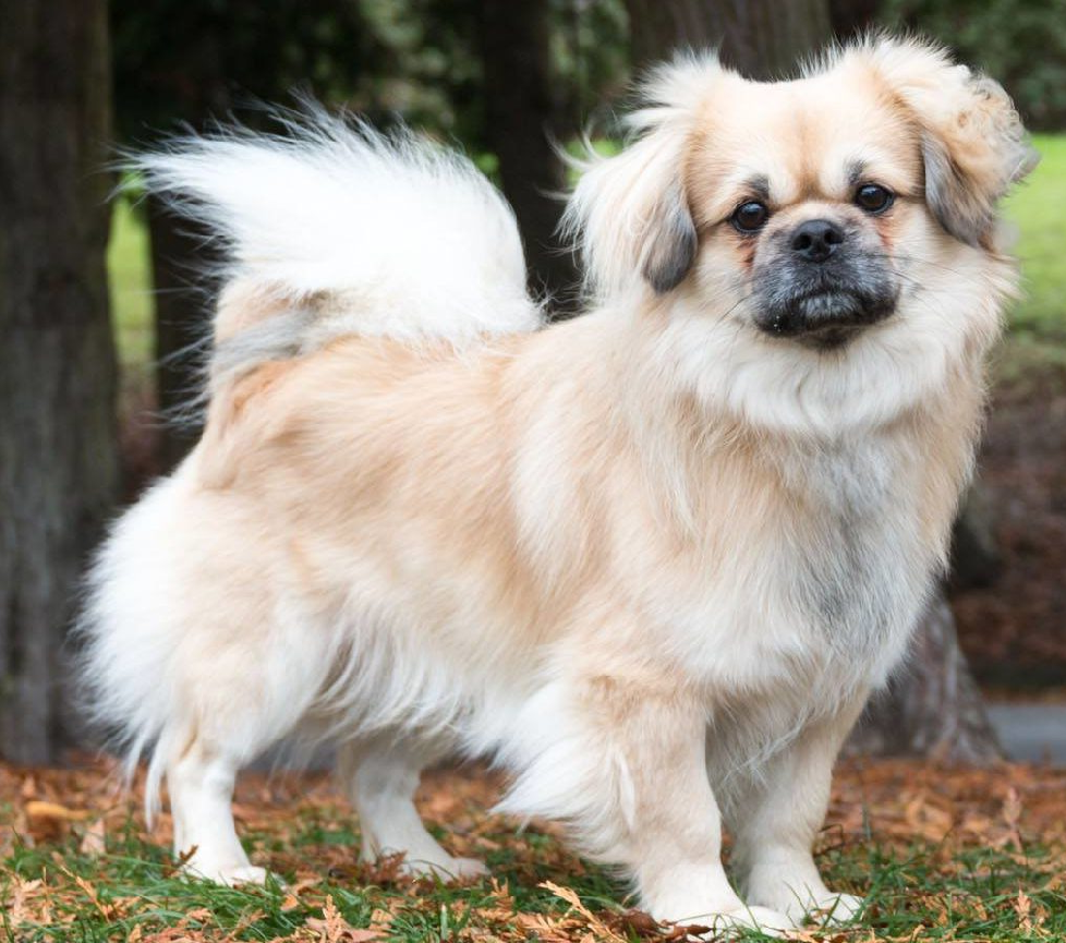 tibetan spaniel