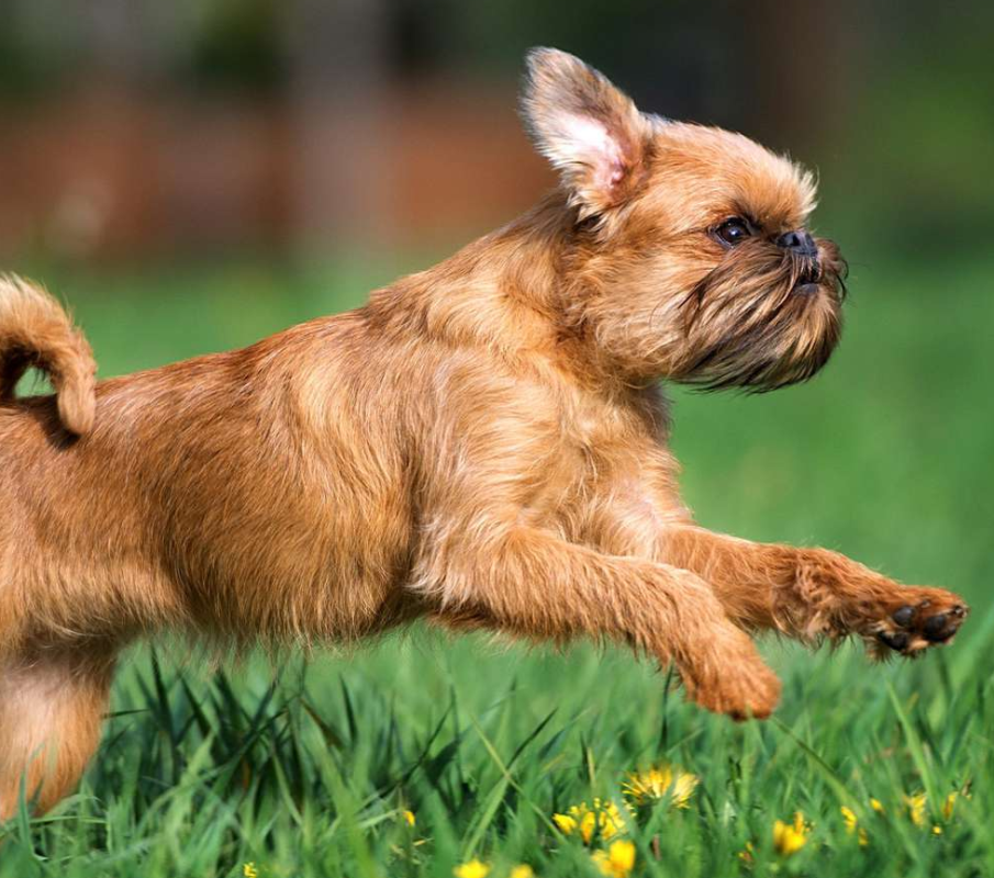 Belgian Griffon
