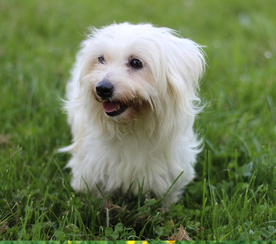 Coton de Tuléar