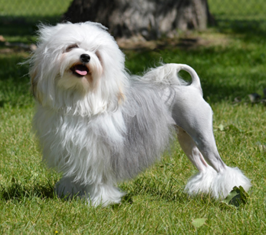 Little Lion Dog