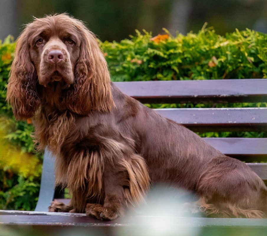 Sussex Spaniel
