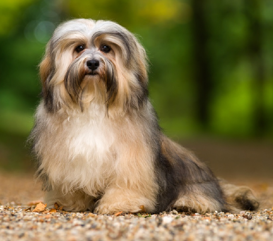 havanese