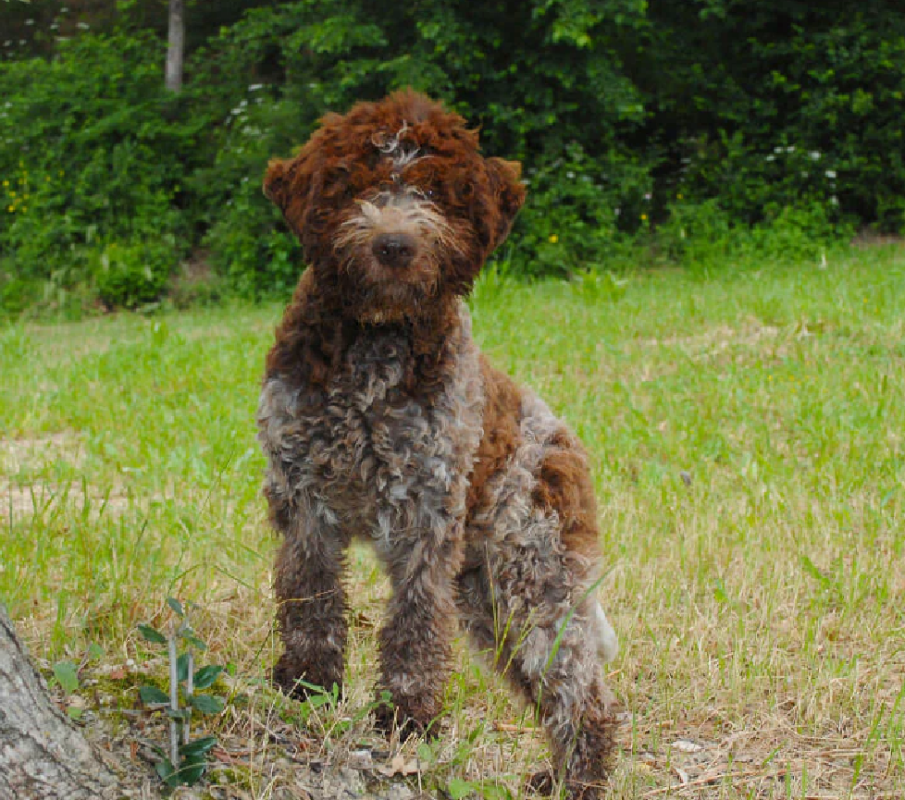 a lagotto romagnolo standing in grass