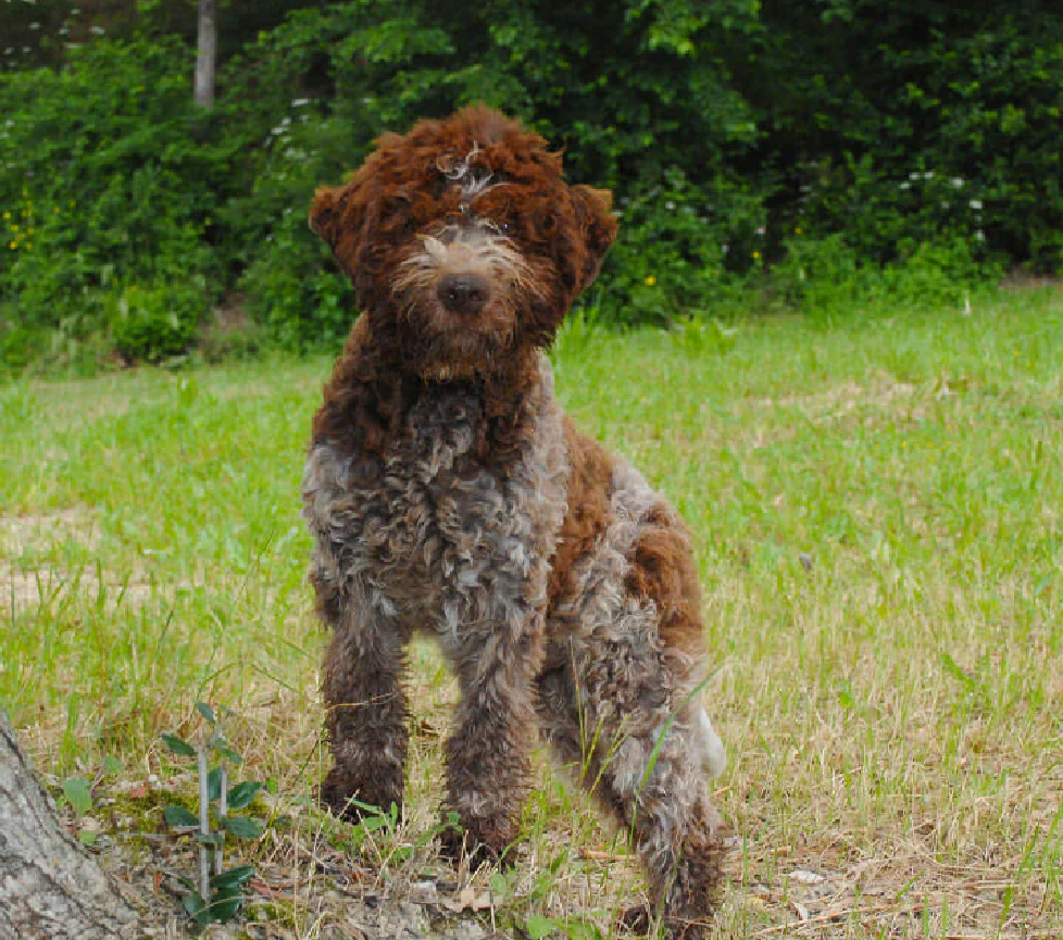 a lagotto romagnolo standing in grass