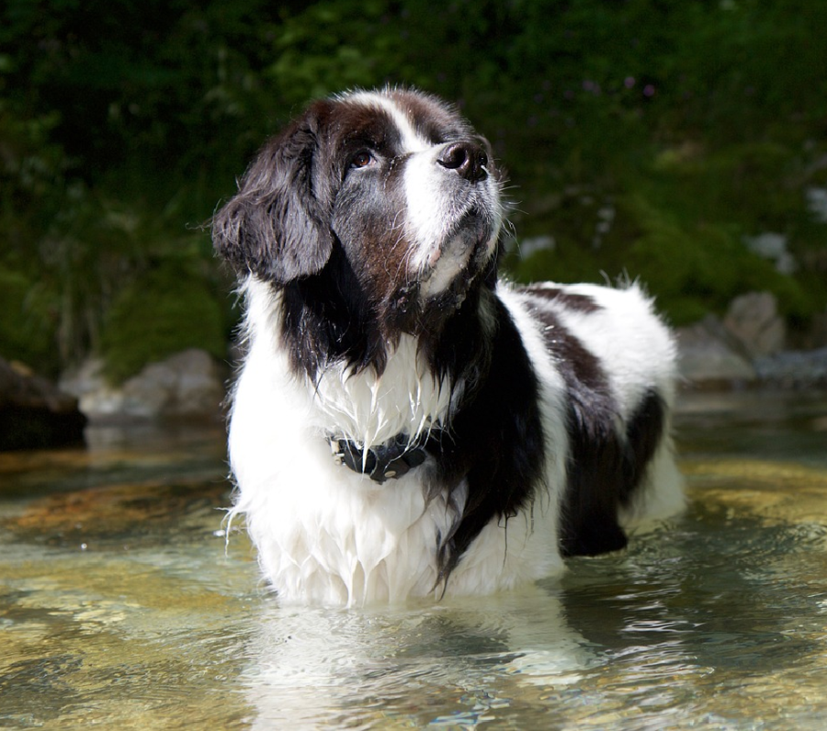 landseer
